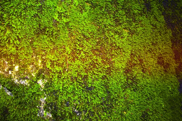 Closeup Green Moss Background Texture — Stock Photo, Image