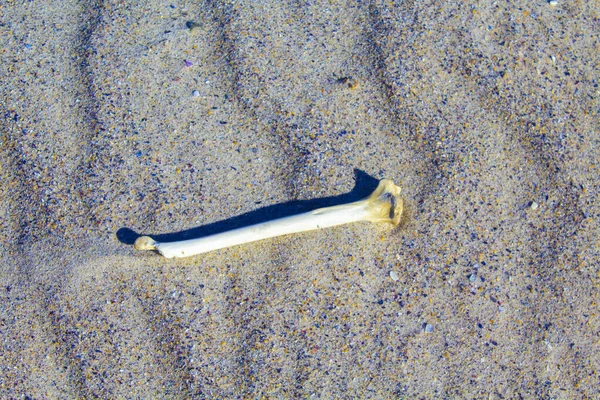 白い砂浜の骨背景 — ストック写真