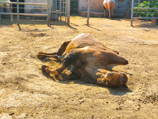 Верблюд Лежить Пилу Природі — стокове фото