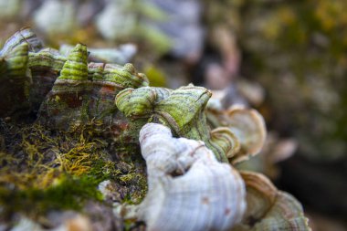 Bilezik mantarı ya da raf mantarı. Çoğunlukla ağaçta bulunurlar.
