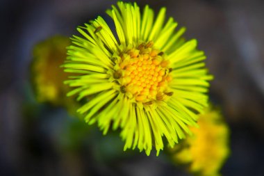 Bahar ormanlarında Coltsfoot çuha çiçekleri açtı.