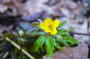 Bahar ormanı arka planında sarı düğün çiçeği.