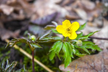 Bahar ormanı arka planında sarı düğün çiçeği.