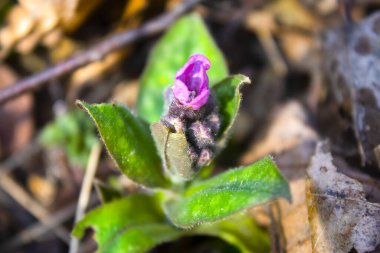Baharın bahçesinde mavi çuha çiçeği
