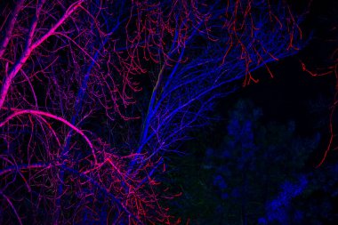 Yaprakları olmayan ağaçlar pembe ve mavi fenerle aydınlatılıyor.