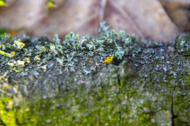 Ağaç gövdesi kabuğu ve yeşil yosun.