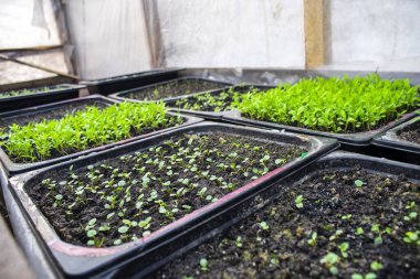 Tohumların üst görüntüsü, tohum için saksı. Evde tohumdan yetişir. Seçici odak.