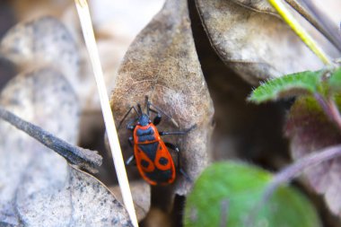 Yakın plan Pyrrhocoris apterus kırmızı böcek