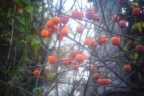 Sinaasappel Persimmon Kaki Vruchten Groeiend Een Boom Herfst Persimmon Vruchten — Stockfoto