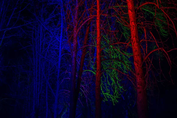 Trees Leaves Illuminated Pink Blue Lantern Background — Stock Photo, Image