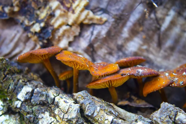 Зимние Грибы Flammulina Velutipes Стволе Упавшего Дерева — стоковое фото