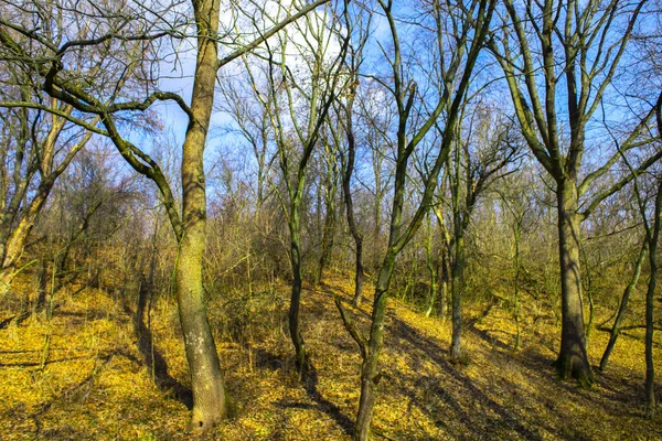 Floresta Primavera Verde Paisagem Natureza — Fotografia de Stock