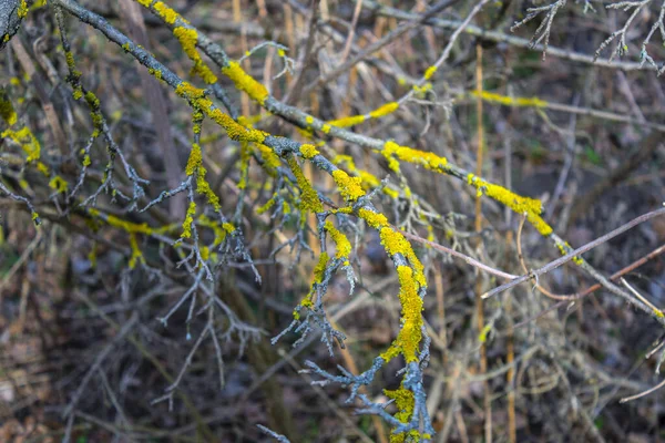 苔で覆われた木の枝 — ストック写真