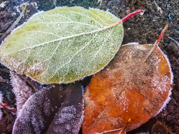 Nahaufnahme Frost Auf Herbst Fallen Braune Blätter Und Gras Hintergrund — Stockfoto