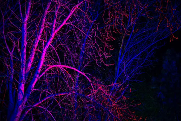 Деревья Листьев Освещаемые Розовым Голубым Фонариком Фон — стоковое фото