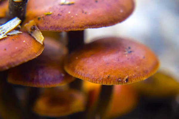 Zimní Houby Flammulina Velutipes Kmeni Spadlého Stromu — Stock fotografie