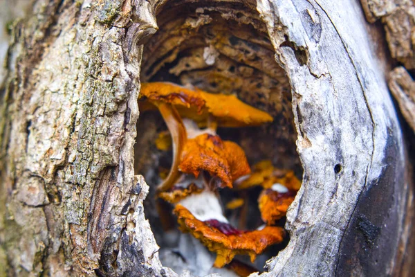 Grzyby Zimowe Flammulina Velutipes Pniu Upadłego Drzewa — Zdjęcie stockowe
