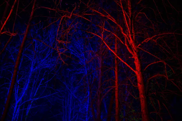 ピンクと青の提灯に照らされた葉のない木 — ストック写真