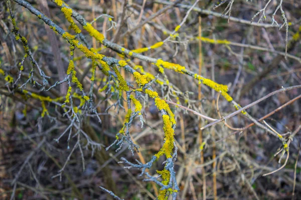 苔で覆われた木の枝 — ストック写真