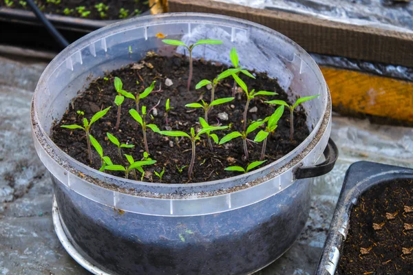 Vista Superior Las Plántulas Maceta Para Plántulas Con Tierra Crecen — Foto de Stock