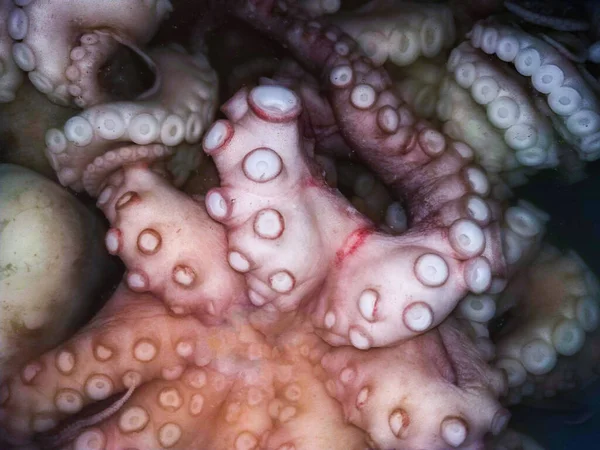 Calamares Frescos Mariscos Sanos Los Tentáculos Calamar Púrpura Enroscan Círculos —  Fotos de Stock