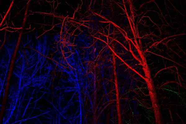 Arbres Sans Feuilles Éclairés Par Lanterne Rose Bleue Fond — Photo