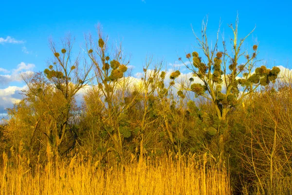 Buissons Scirpe Jaune Sec Nature — Photo