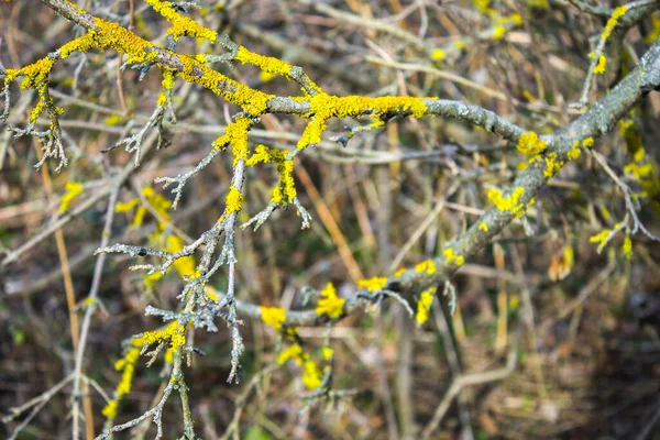 Tree Branches Covered Moss Nature — Stock Photo, Image