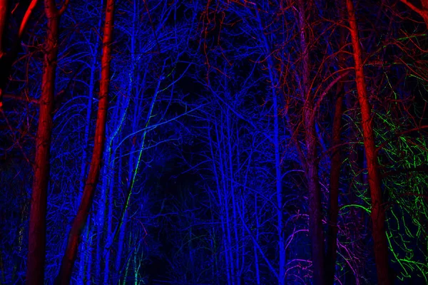 Árvores Sem Folhas Iluminadas Por Lanterna Rosa Azul Fundo — Fotografia de Stock