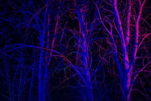 Деревья Листьев Освещаемые Розовым Голубым Фонариком Фон — стоковое фото