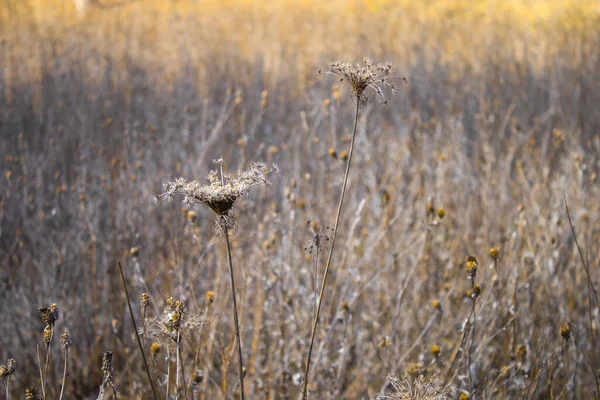 Sementes Secas Uma Cápsula Uma Planta Selvagem Campo — Fotografia de Stock