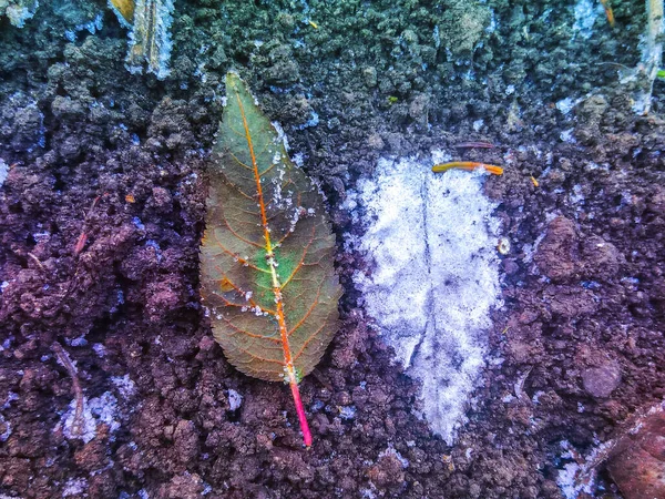 Nahaufnahme Frost Auf Herbst Fallen Braune Blätter Und Gras Hintergrund — Stockfoto