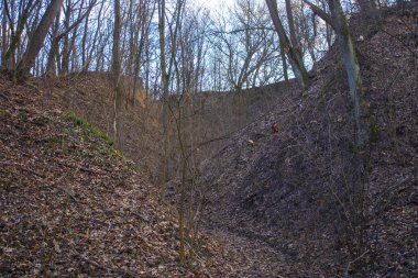 Yeşil bahar ormanı, doğa manzarası