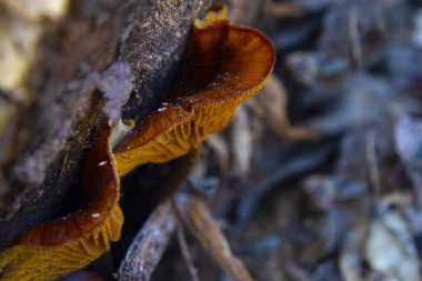 Kış mantarları Flammulina velutipes devrilmiş bir ağacın gövdesinde