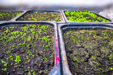 Tohumların üst görüntüsü, tohum için saksı. Evde tohumdan yetişir. Seçici odak.