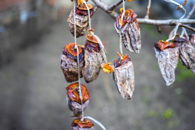 Kurutulmuş hurma kaki meyveleri dalda asılı.