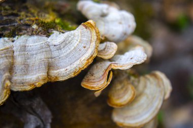 Bilezik mantarı ya da raf mantarı. Çoğunlukla ağaçta bulunurlar.
