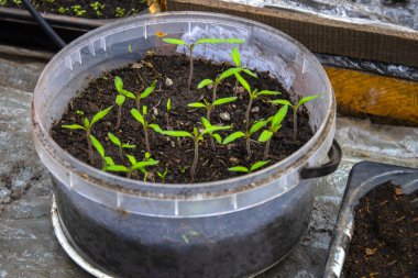 Tohumların üst görüntüsü, tohum için saksı. Evde tohumdan yetişir. Seçici odak.