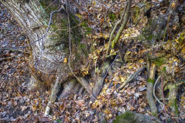 Ormandaki eski ağaç kökleri