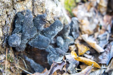Kış mantarları devrilmiş bir ağacın gövdesinde. 
