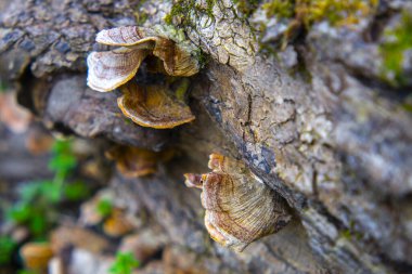 Bilezik mantarı ya da raf mantarı. Çoğunlukla ağaçta bulunurlar.