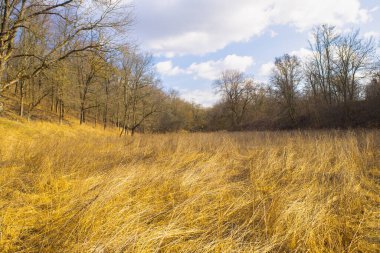 İlkbaharda tarlada kuru otlar