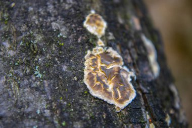 Ormanda ağaçta yetişen mantarlar