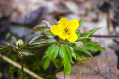 Bahar ormanı arka planında sarı düğün çiçeği.