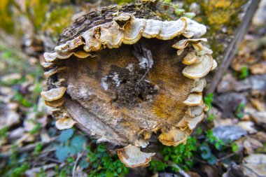 Bilezik mantarı ya da raf mantarı. Çoğunlukla ağaçta bulunurlar.