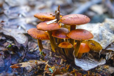 Kış mantarları Flammulina velutipes devrilmiş bir ağacın gövdesinde
