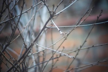 Sonbaharda ağaçların kuru dalları, bulanık arkaplan