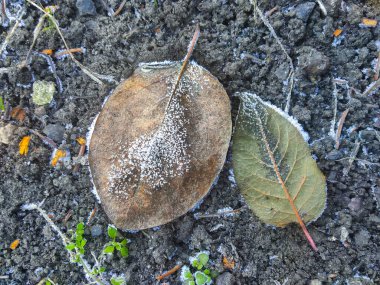 Sonbahar ayazında yakın çekim. Düşen kahverengi yapraklar ve çimenler, arka plan.