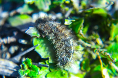 Yerde kıllı bir tırtıl, yakın plan.