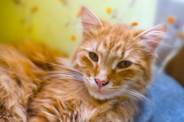 Kapalı tüylü turuncu ağızlıklı kedi.